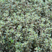 Thyme, Silver