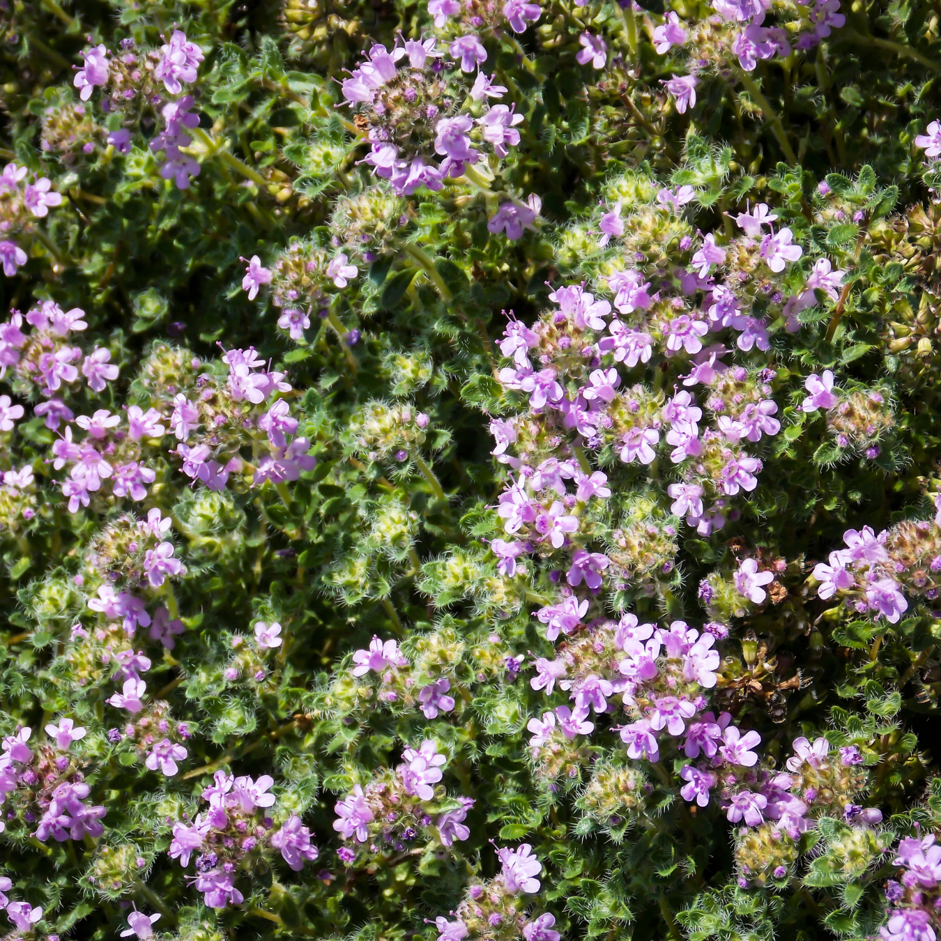 Thyme, Mother of Thyme