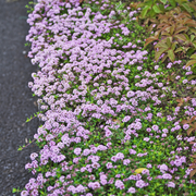 Thyme, Lavender Creeping