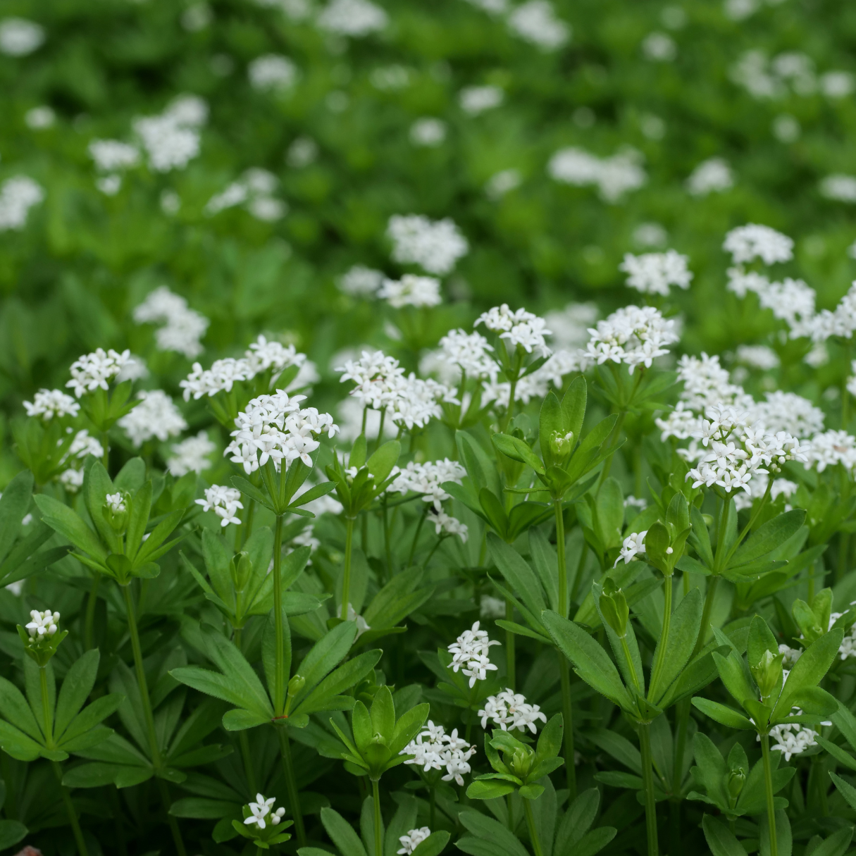 Sweet Woodruff