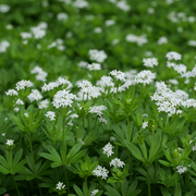 Sweet Woodruff