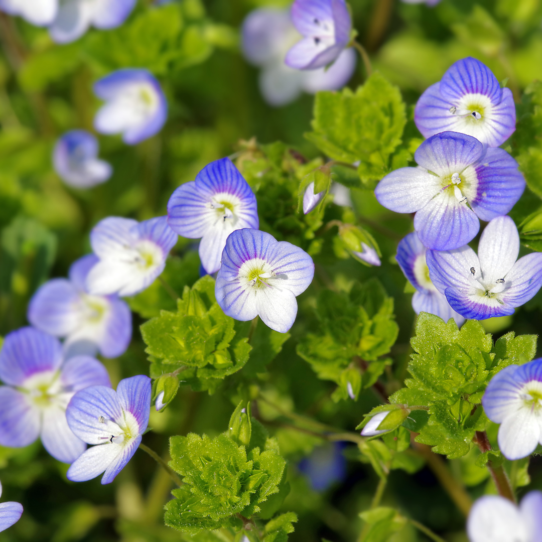 Speedwell, Wooley Blue
