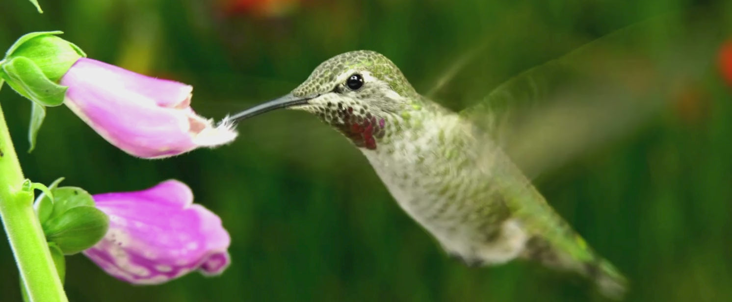Load video: Two monarch butterflies on a purple coneflower
