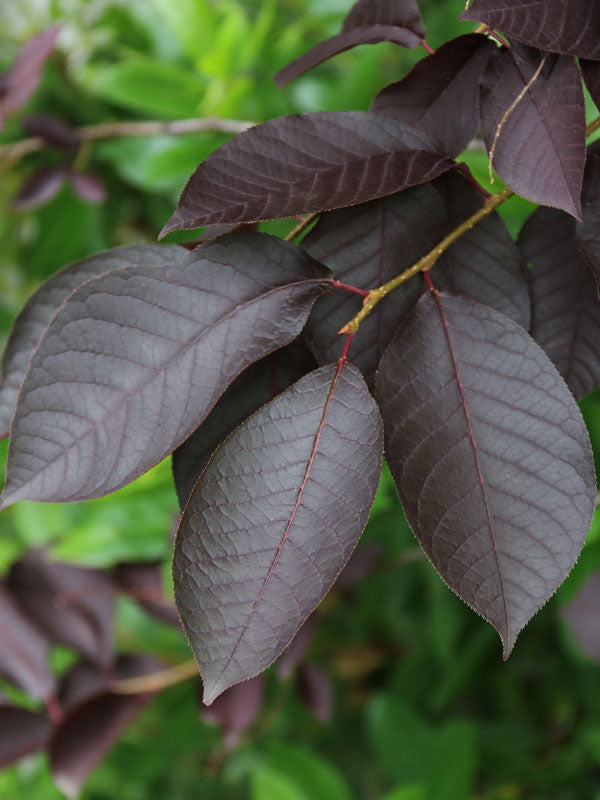 Chokecherry, Canda Red