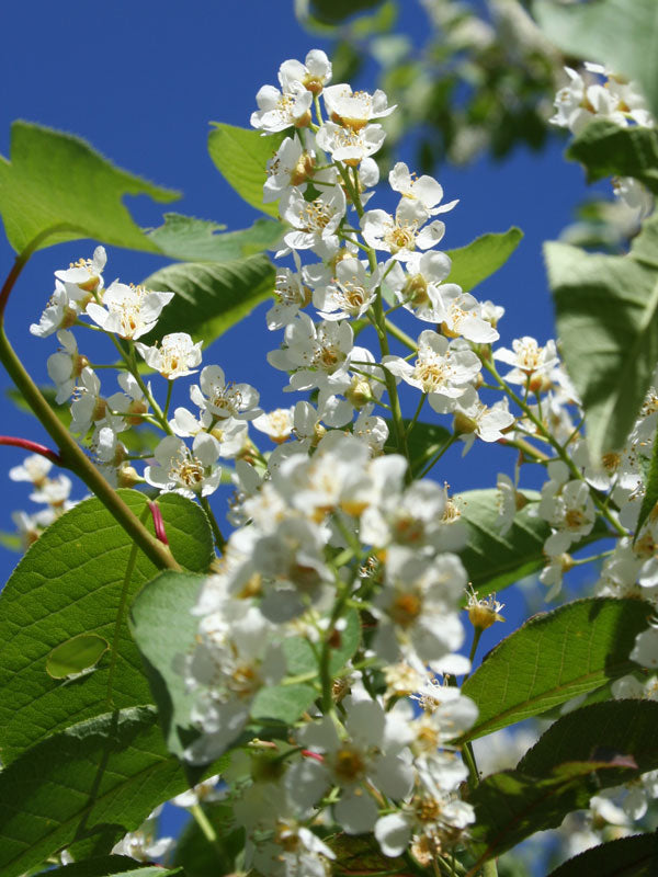 Chokecherry, Canda Red