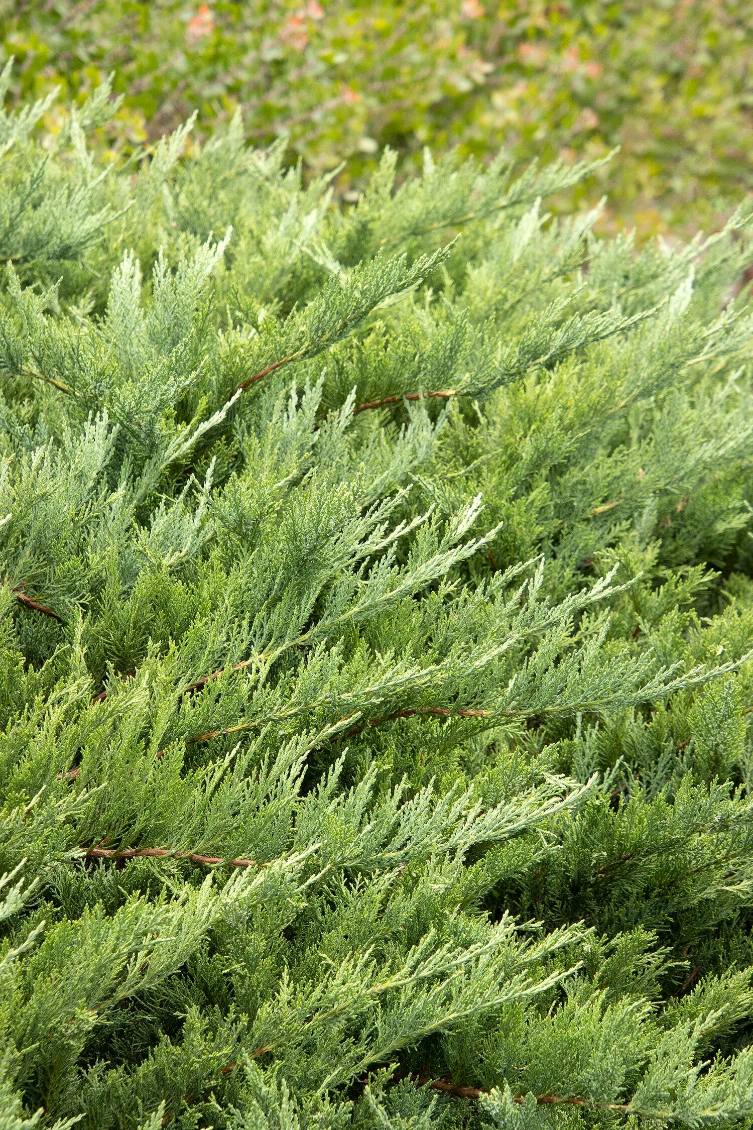 Juniper, Arcadia