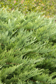 Juniper, Arcadia
