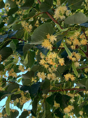 Linden, Greenspire