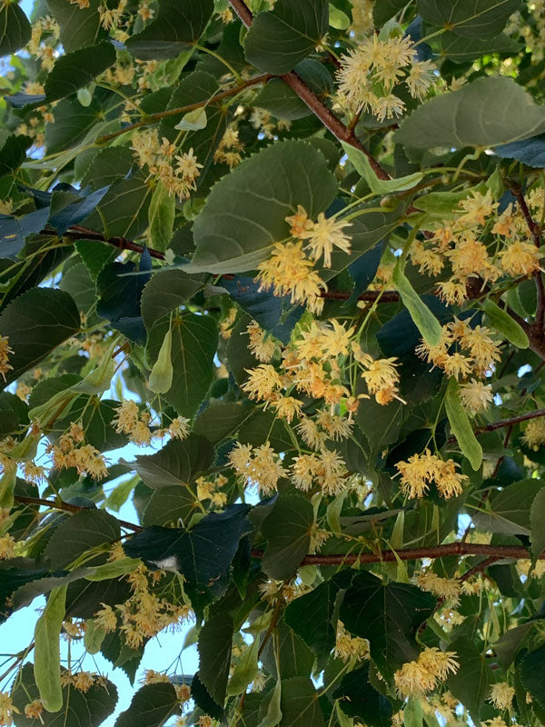 Linden, Greenspire